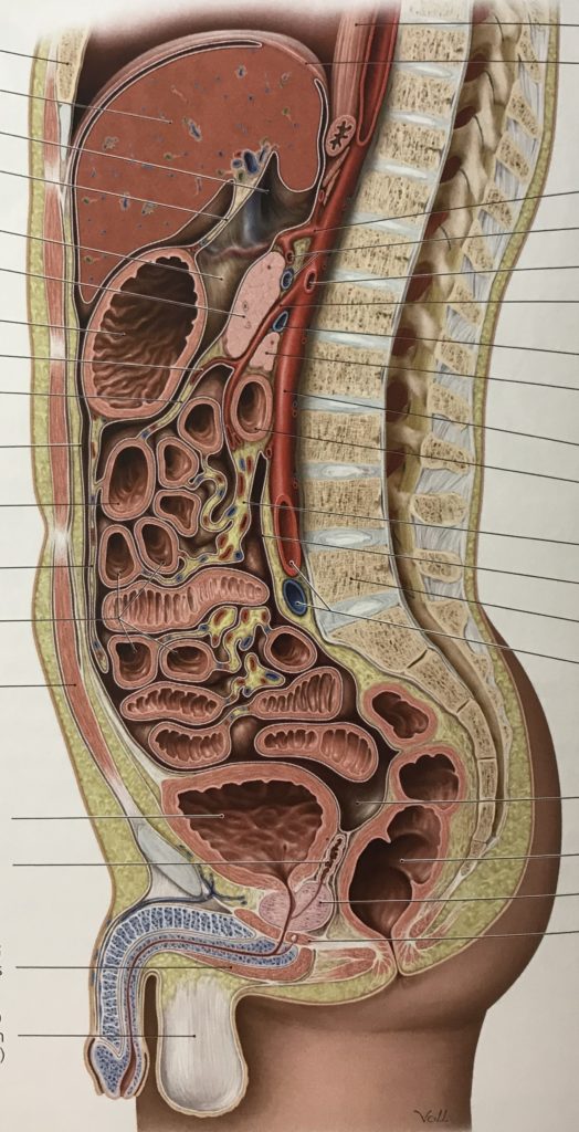 リハビリに活かす 内臓 の解剖学 身体を理解しよう