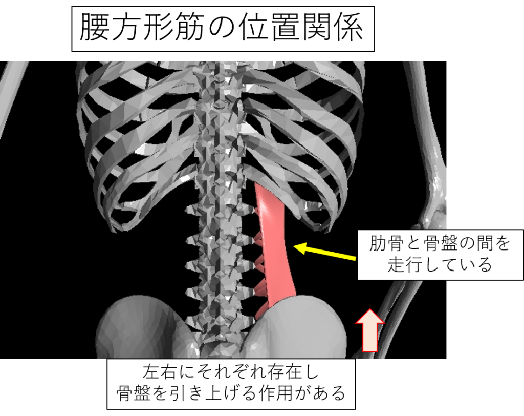 腰方形筋の痛みの原因は「中腰の姿勢」であり中途半端な姿勢が一番悪い